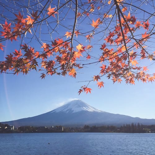 Bongbong Marcos avatar